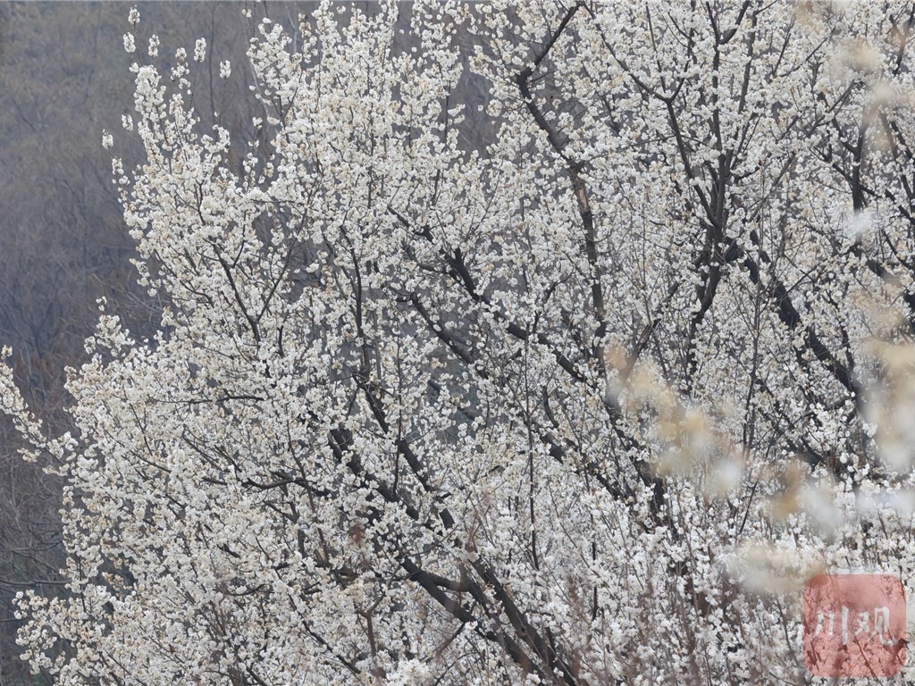 （轉載）崇州道明：櫻桃花開，繁盛如雪