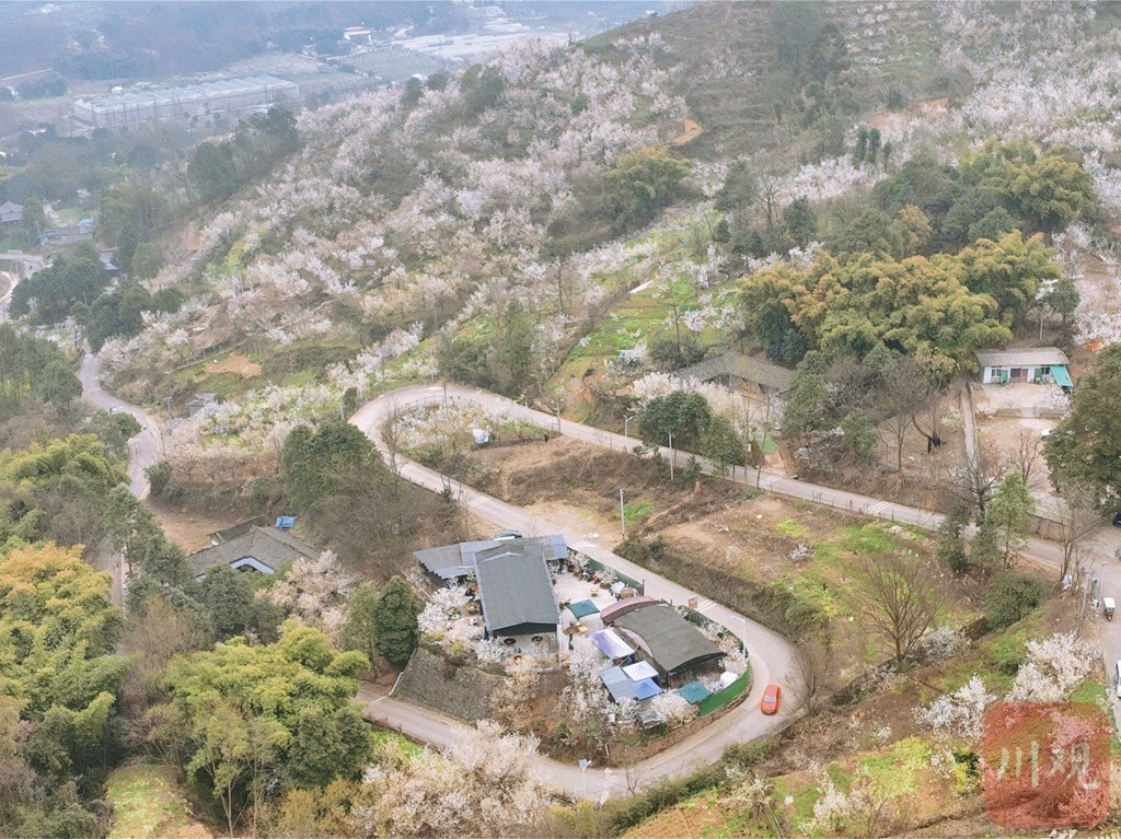 （轉載）崇州道明：櫻桃花開，繁盛如雪