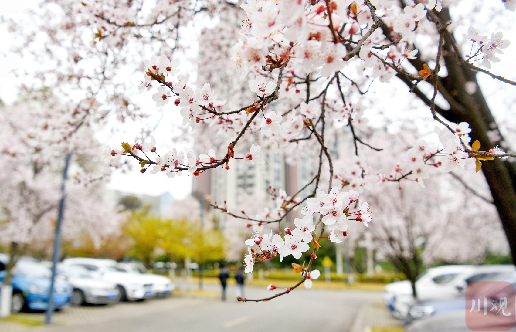 （轉載）陽春三月花如雪 這裡的停車場美出圈了