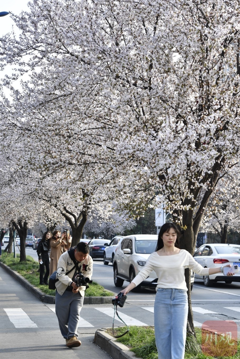 （轉載）#你好·春天#春日裏的一條“雪花”街