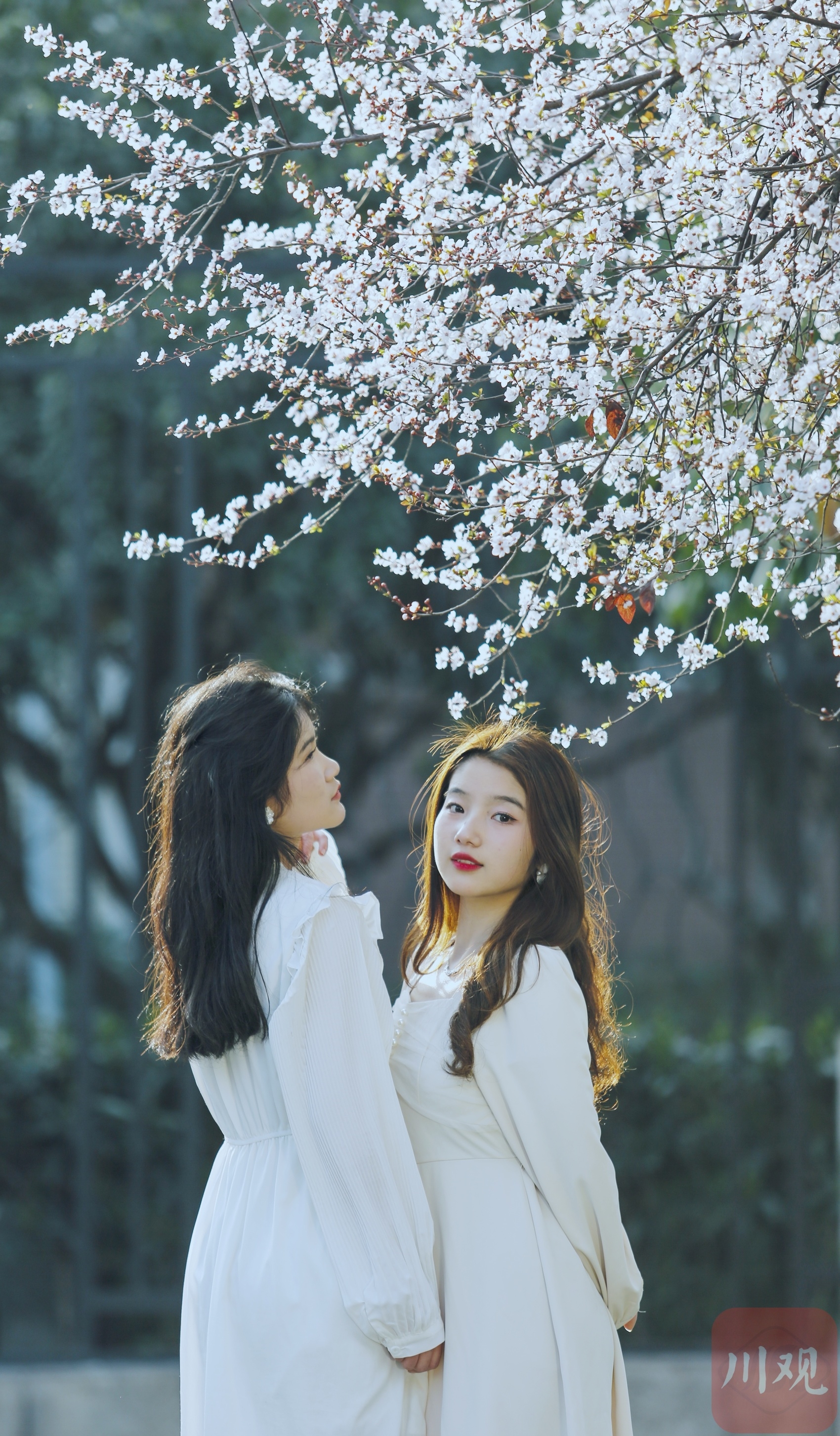 （轉載）#你好·春天#春日裏的一條“雪花”街