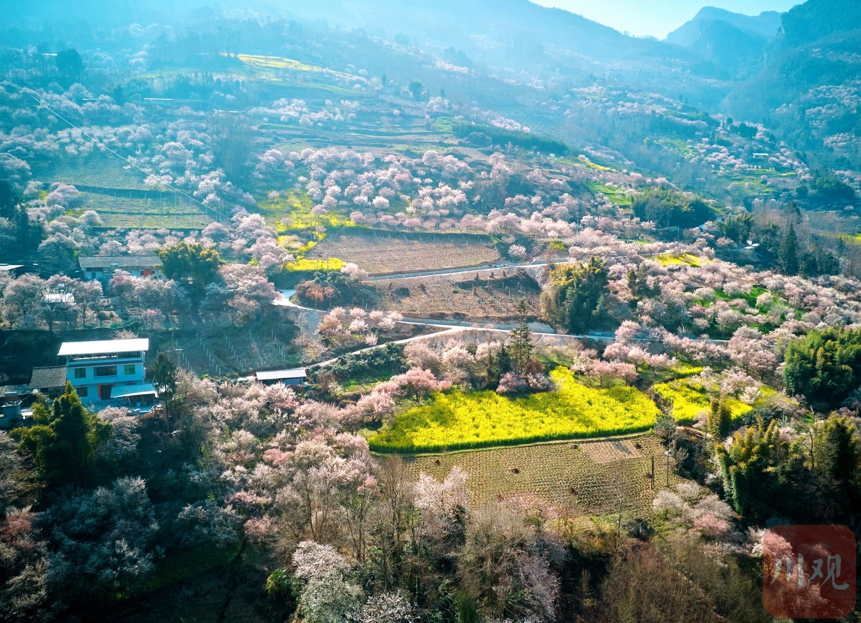 （轉載）綿陽平武：山村田園春色濃 百年古梅花正旺