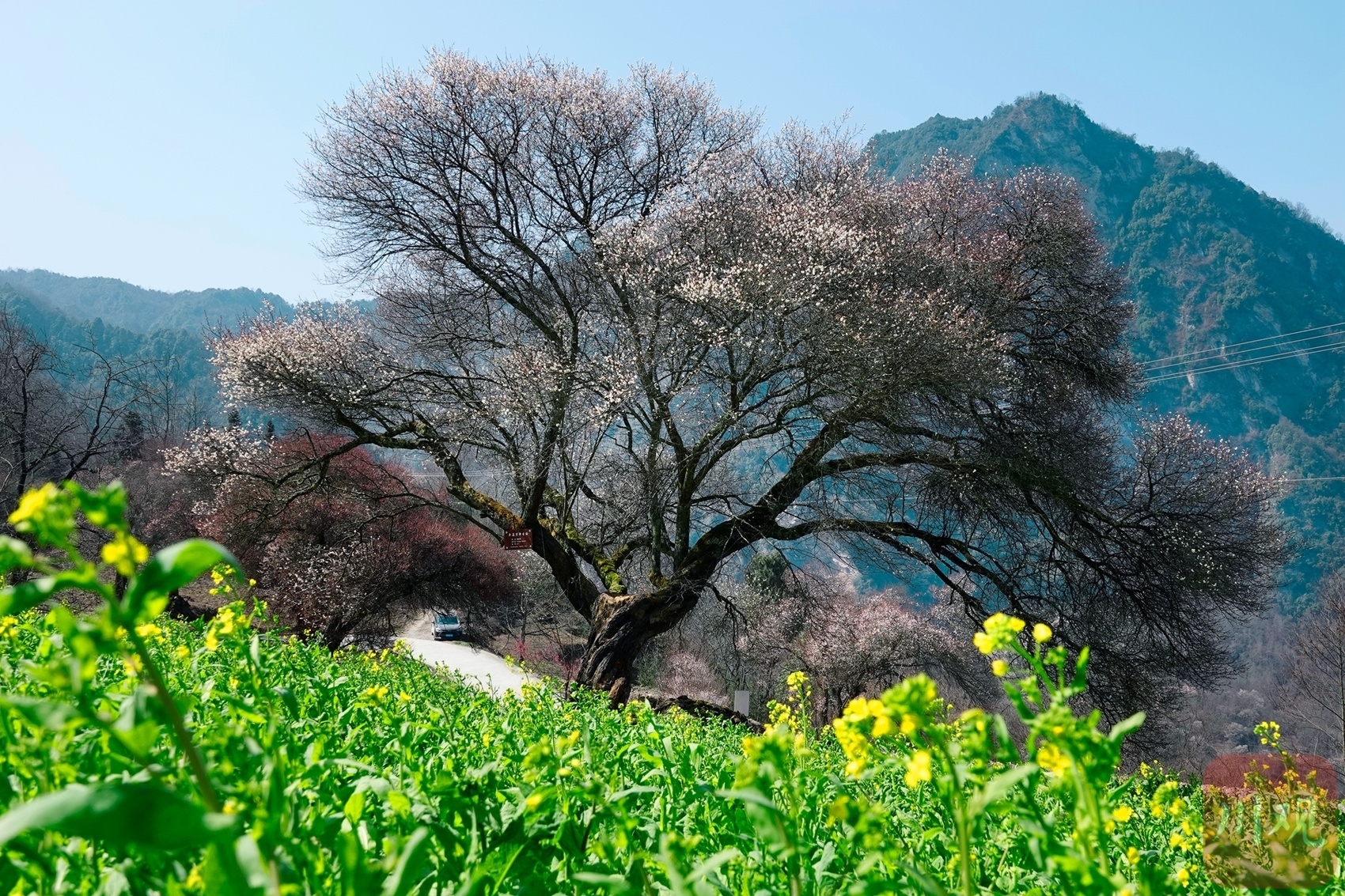 （轉載）綿陽平武：山村田園春色濃 百年古梅花正旺