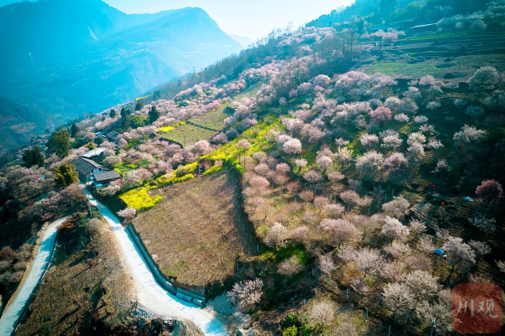 （轉載）綿陽平武：山村田園春色濃 百年古梅花正旺