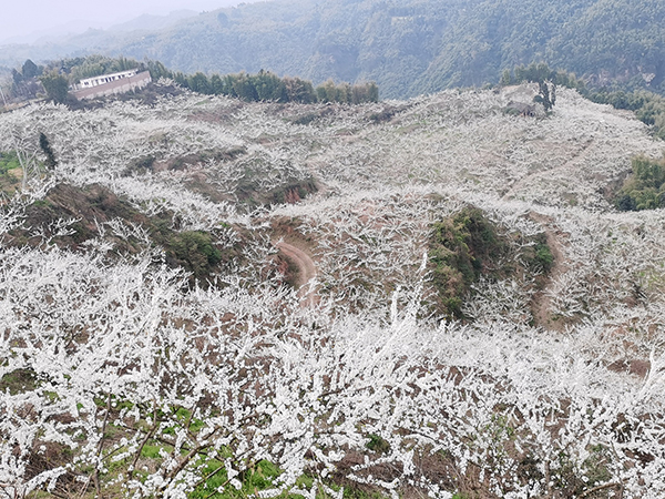 賞春花品春菜觀春景 全國媒體代表感受成都邛崍春天之美_fororder_盛開的李花-供圖-邛崍市委宣傳部