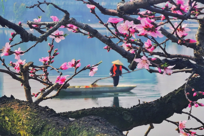 （轉載）春花爛漫春光美