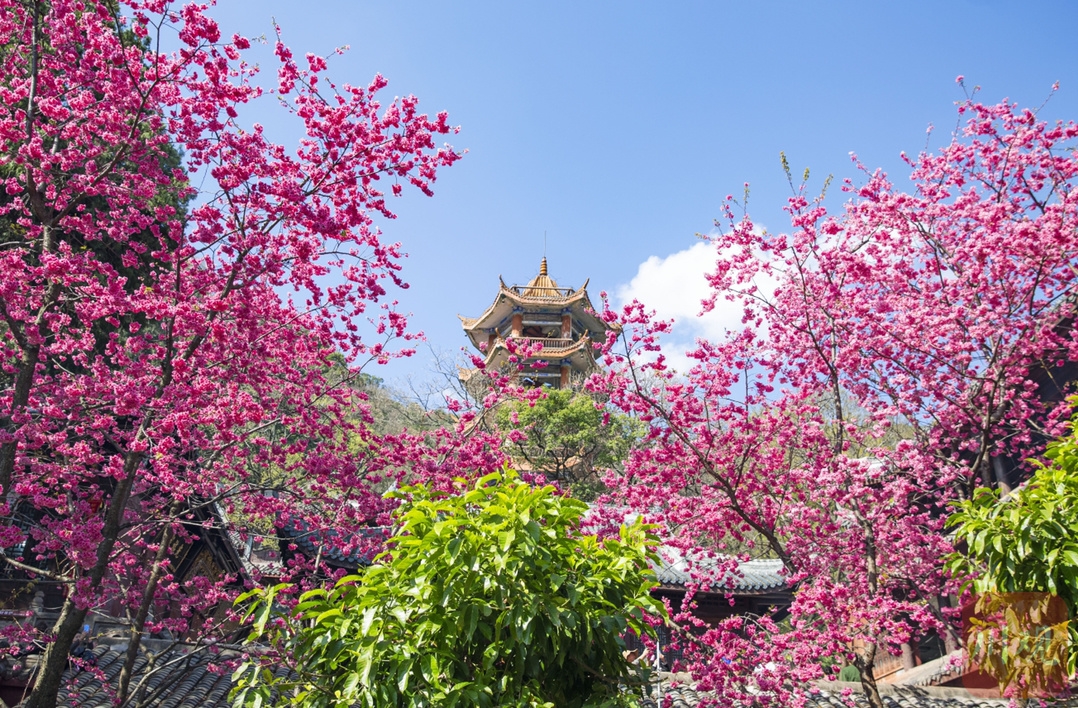 （轉載）#你好·春天# 到千年古剎光福寺 聽櫻花盛開的聲音