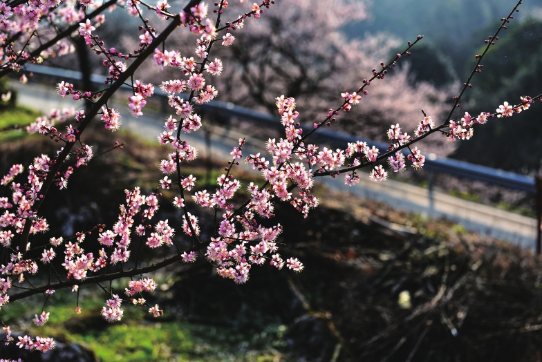 （轉載）春花爛漫春光美