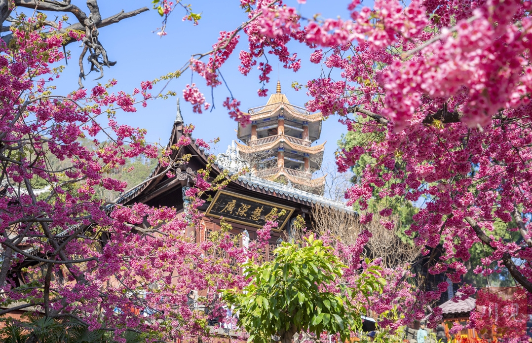 （轉載）#你好·春天# 到千年古剎光福寺 聽櫻花盛開的聲音