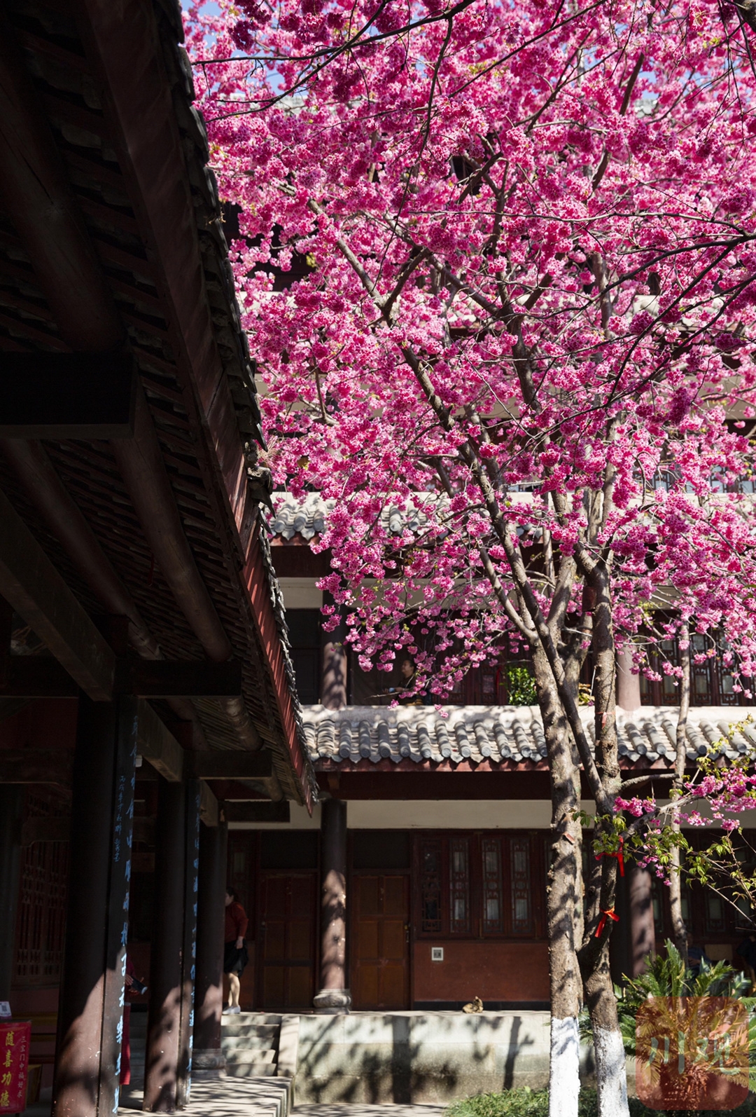 （轉載）#你好·春天# 到千年古剎光福寺 聽櫻花盛開的聲音