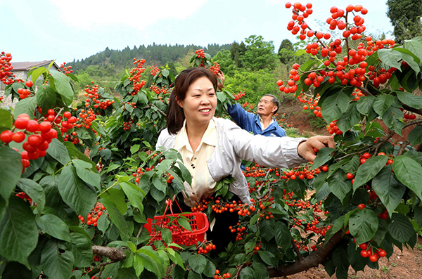 眉山仁壽：小櫻桃 大産業_fororder_群眾喜摘櫻桃-供圖-仁壽縣委宣傳部（5）