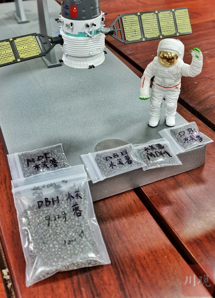 （轉載）驚喜，4000粒太空芙蓉種子正在萌芽