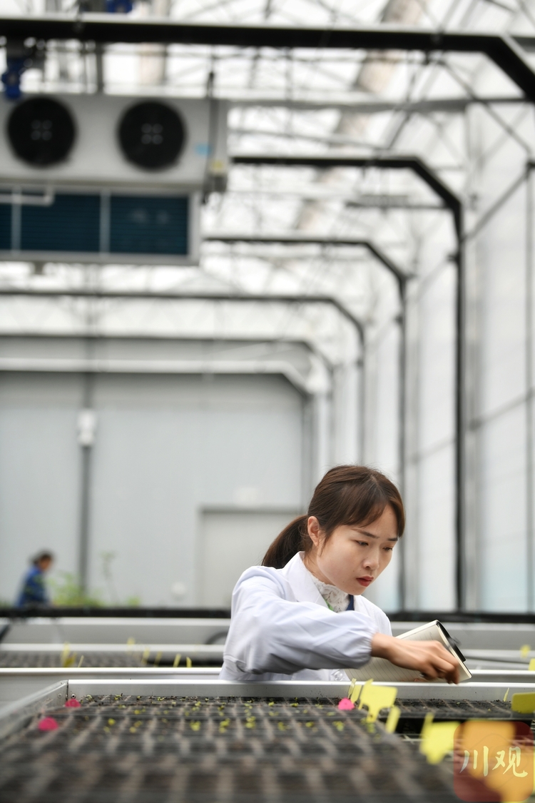 （轉載）驚喜，4000粒太空芙蓉種子正在萌芽