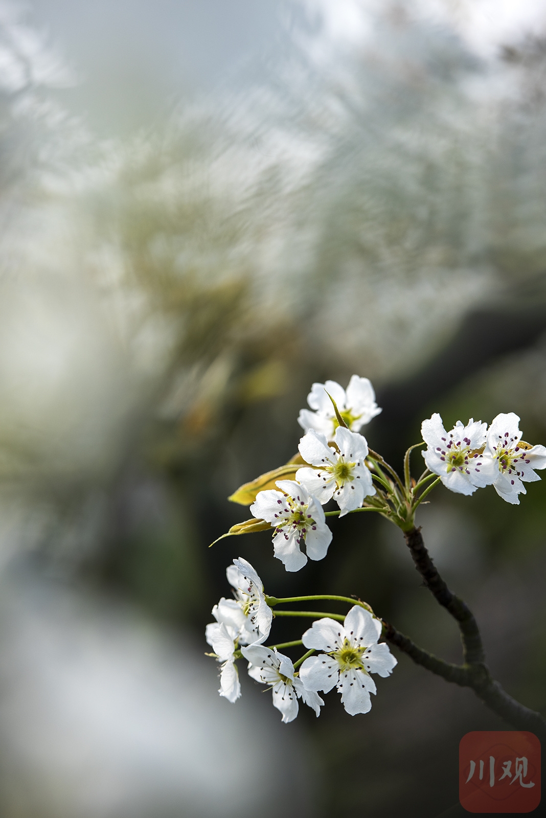 （轉載）#你好·春天#彭州葛仙山：梨花盛放競春色