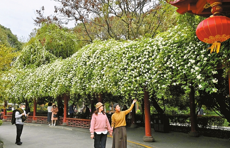 （轉載）春日成都 紫藤如瀑花如雪
