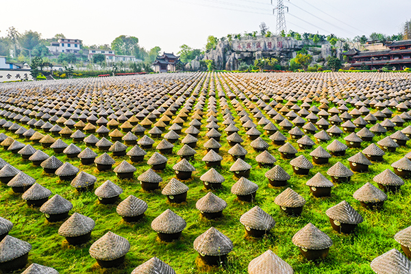 （張）瀘州合江：古法釀造醬油正當時_fororder_合江縣五比一醬油釀造公司十萬口瓷缸大曬場排列整齊劃一，十分壯觀