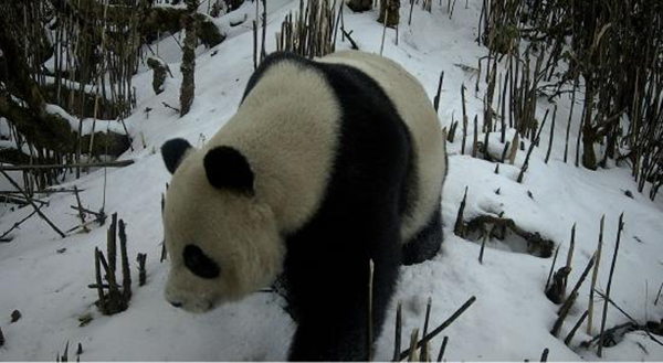 （張）雅安石棉:野生動物們紛紛亮相栗子坪自然保護區_fororder_石棉栗子坪國家級自然保護區內的野生熊貓-供圖-石棉縣委宣傳部