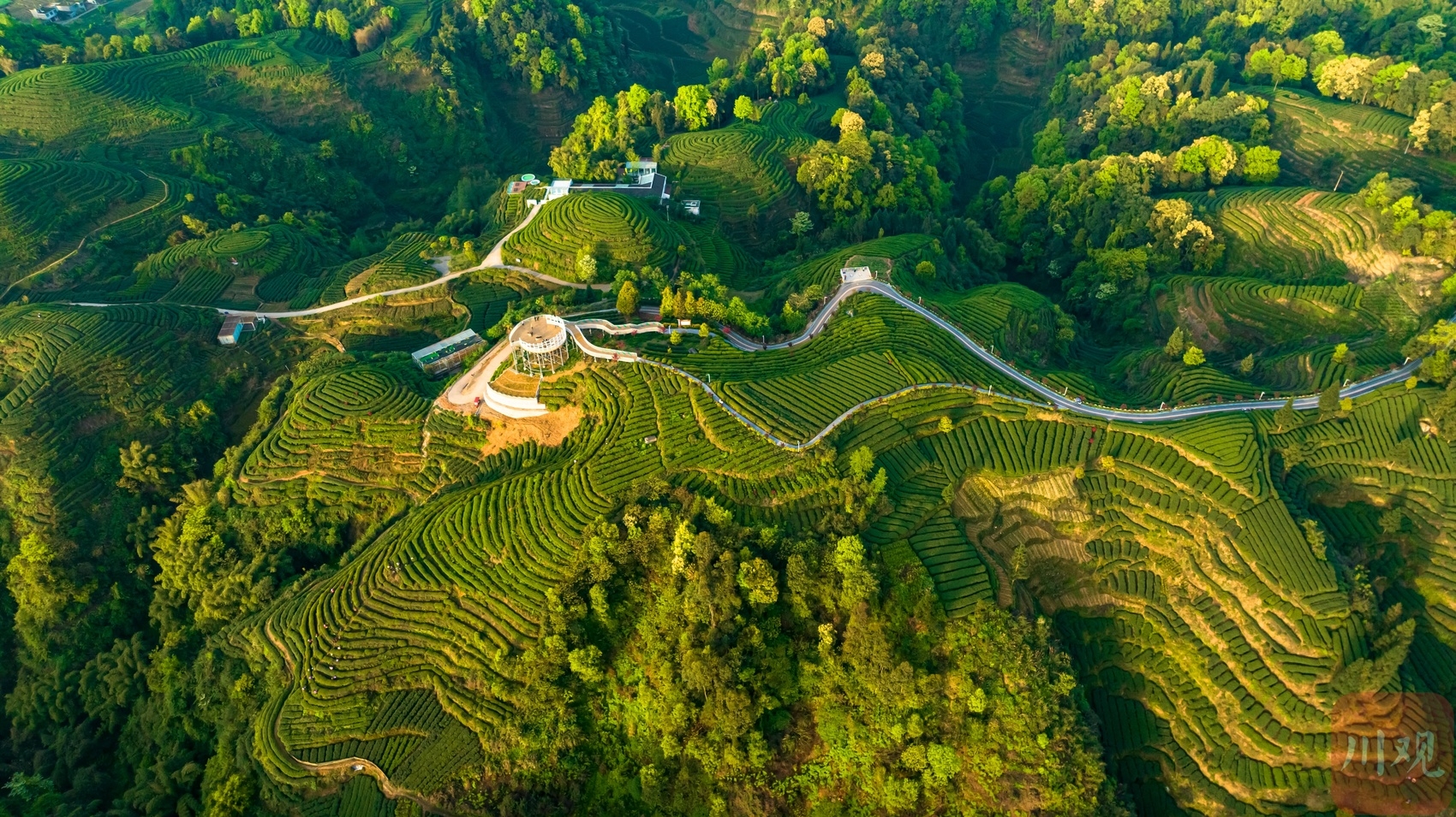 （轉載）航拍雅安“大地指紋”茶山 感受人與自然的傑作