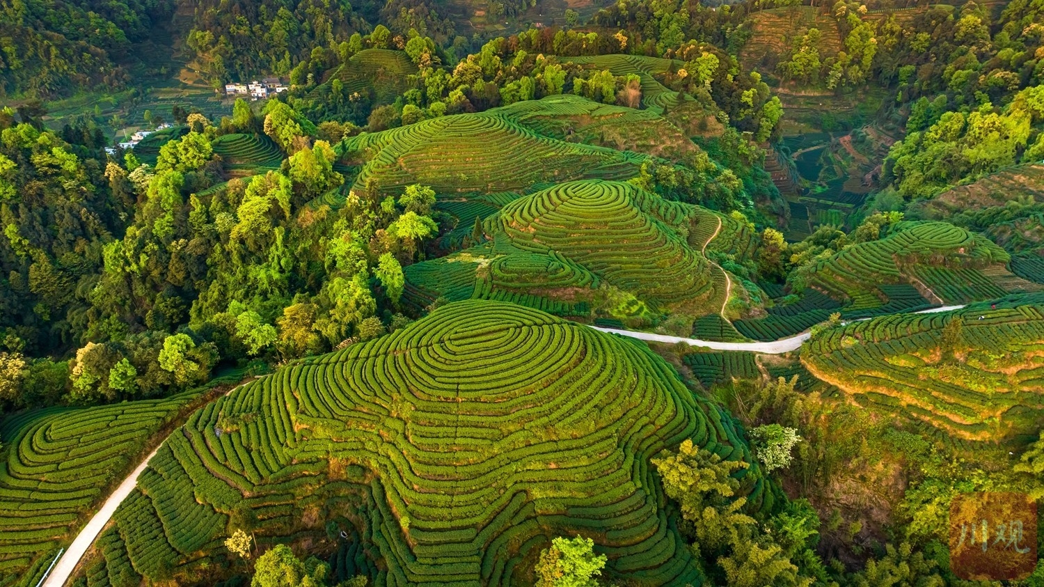 （轉載）航拍雅安“大地指紋”茶山 感受人與自然的傑作