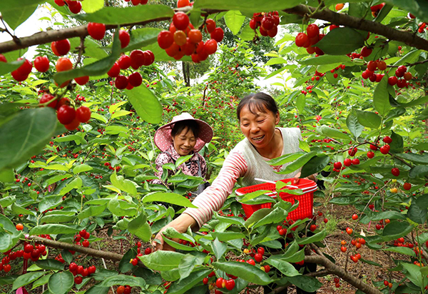 眉山仁壽：小櫻桃 大産業_fororder_群眾喜摘櫻桃-供圖-仁壽縣委宣傳部