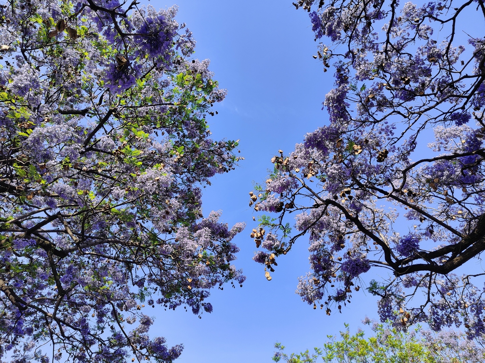 （轉載）市樹藍花楹盛開 西昌成花海