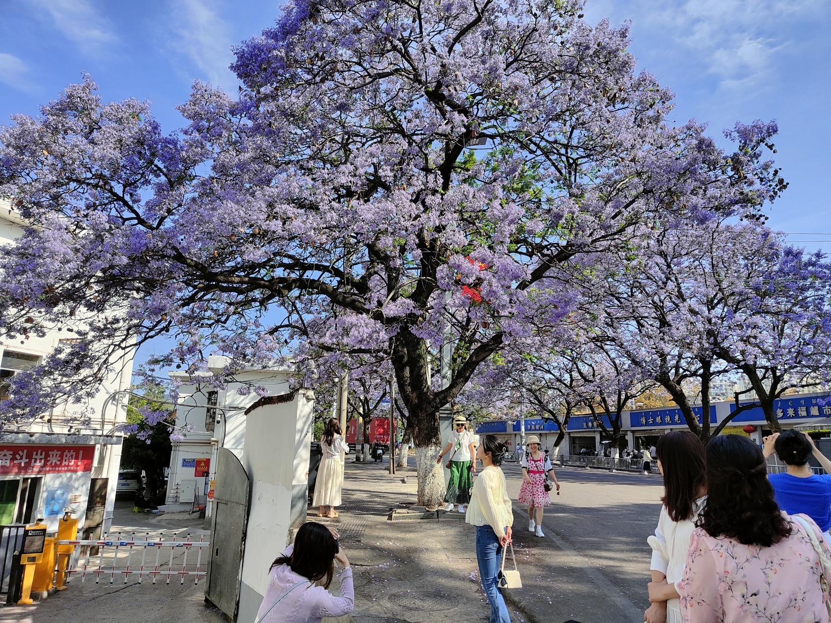 （轉載）市樹藍花楹盛開 西昌成花海