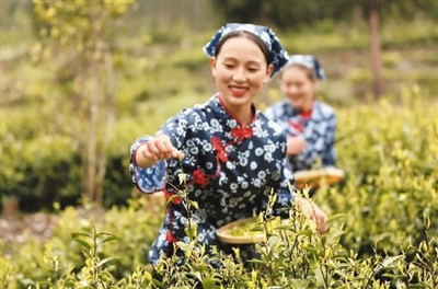 映秀茶香飄萬里（非遺煥彩新時代）