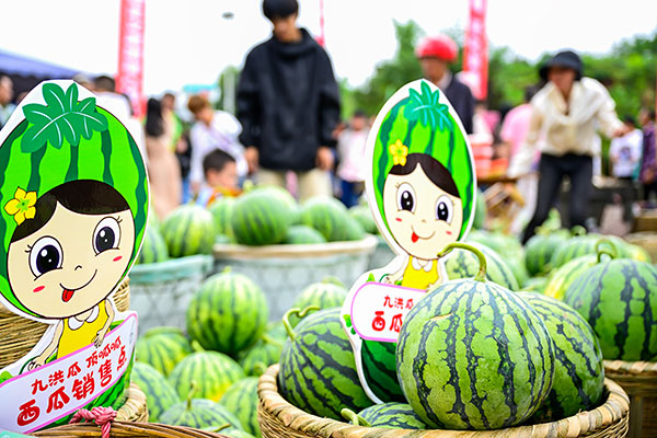 （張）品清甜西瓜 度快樂週末 第十一屆自貢沿灘九洪西瓜節開幕_fororder_8西瓜銷售現場（攝影-廖志全）