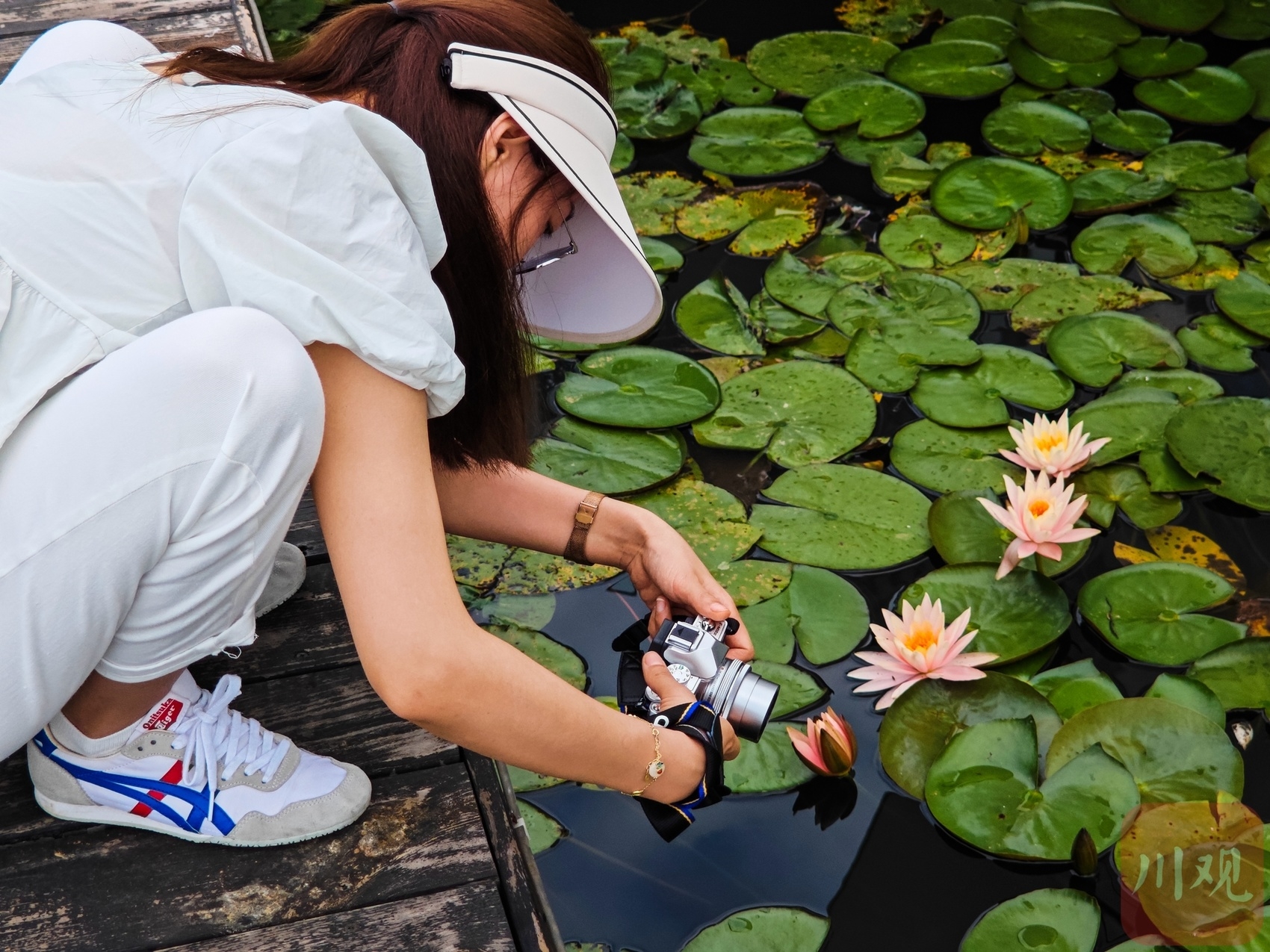 （轉載）白鷺灣睡蓮綻放 仿佛來到莫奈的花園