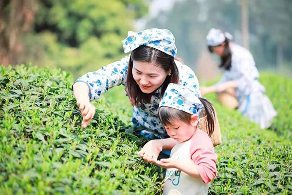 圖集｜這是雅茶_fororder_雅安茶園採茶+供圖+雅安市委宣傳部