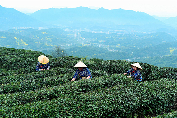 圖集｜這是雅茶_fororder_雅安茶園採茶+供圖+雅安市委宣傳部（1）