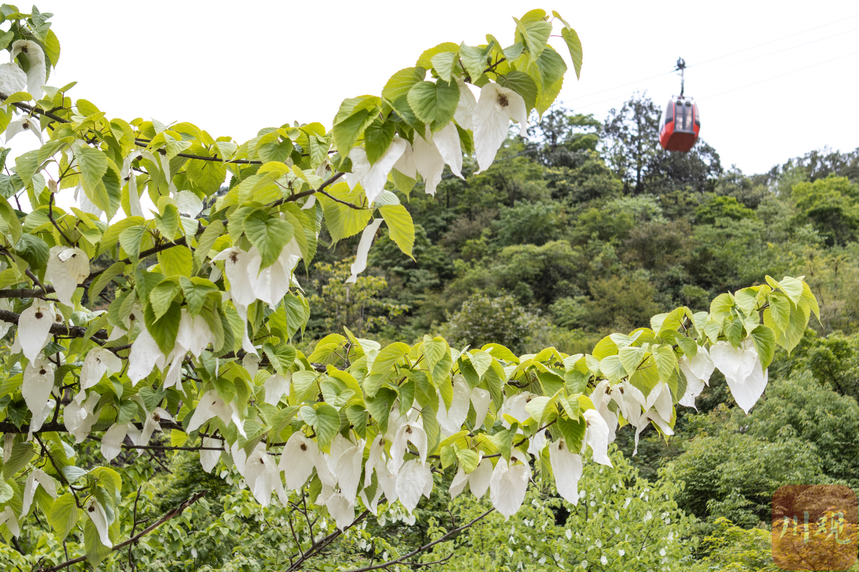 （轉載）看雪山、賞杜鵑、珙桐花 初夏的瓦屋山風景獨美