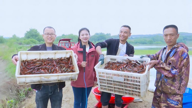 （張）德陽羅江：小龍蝦成“致富蝦”！特色養殖趟出生態致富路_fororder_圖片4
