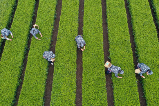 第四屆國際（樂山）綠茶大會開幕_fororder_未標題-2