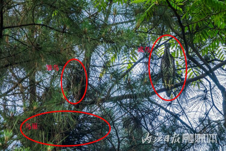 （轉載）“世界上最神秘的鳥”被放歸威遠縣石板河景區親鳥築巢地