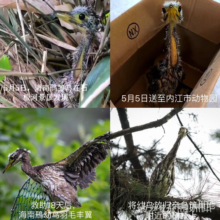 （轉載）“世界上最神秘的鳥”被放歸威遠縣石板河景區親鳥築巢地
