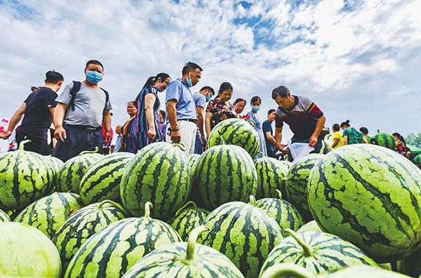 （張）自貢沿灘·九洪西瓜節將於6月3日正式啟幕_fororder_3九洪西瓜（資料圖片）