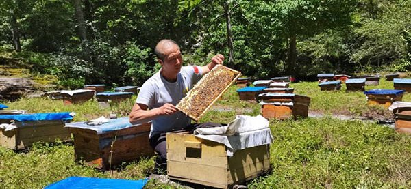 廣元青川縣：9.6萬蜂群進入釀蜜期 “甜蜜事業”助力鄉村振興_fororder_採摘蜂蜜1