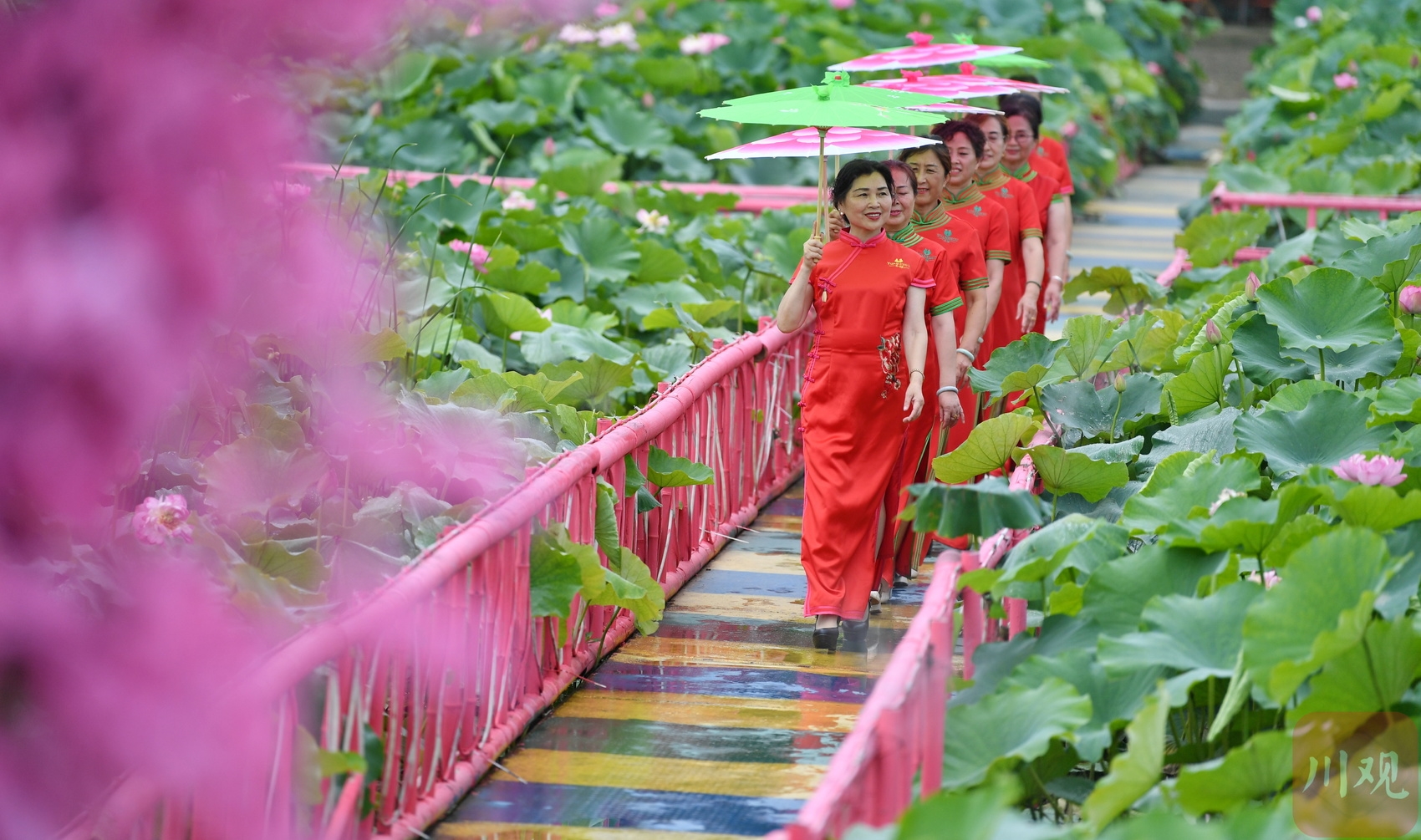（轉載）成都：荷花迎來最佳觀賞期 鄉村美景引客來