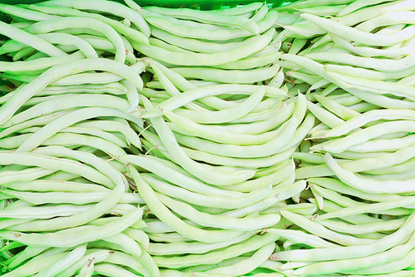 自貢貢井區：“綠豆豆”變身“金豆豆” 四季豆迎來大豐收_fororder_5四季度豐收