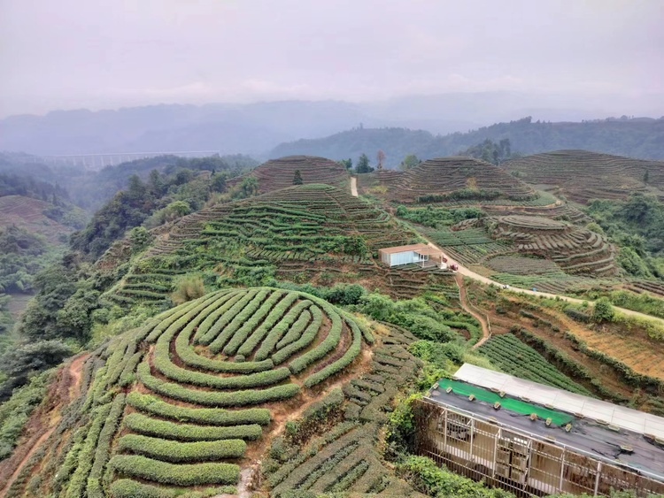 （張）聚焦雅安 探尋川藏經濟協作試驗區建設_fororder_雅安茶園 攝影 方秦