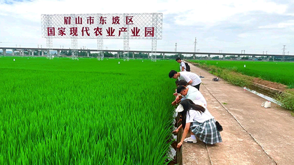 四川農業大學學子在眉山市東坡區開展社會實踐活動_fororder_燭火·眉州實踐團隊成員在觀察水稻生長情況-攝影-王益彪