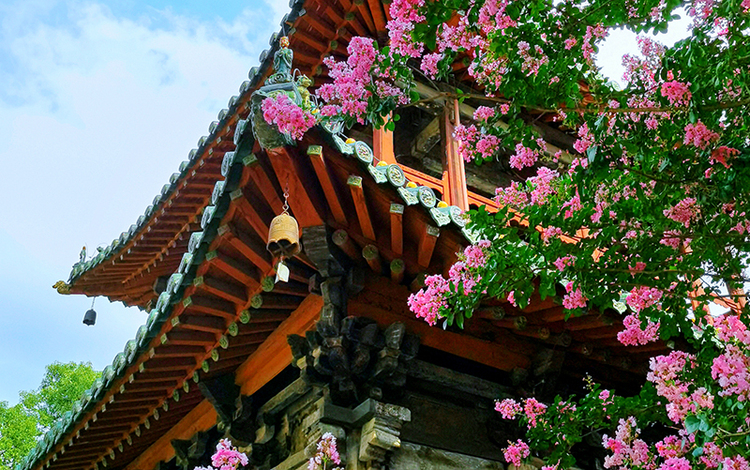 綿陽平武：古寺花開“紅滿堂” 紅墻黛瓦映紫花_fororder_IMG_20220812_160544_副本