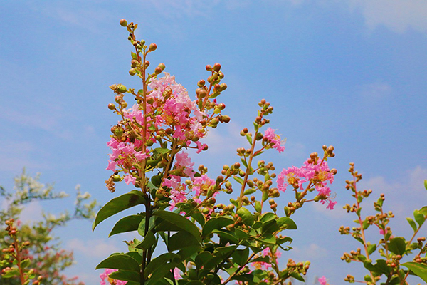 自貢：貢井這裡 紫薇花開秋意始_fororder_6紫薇花開