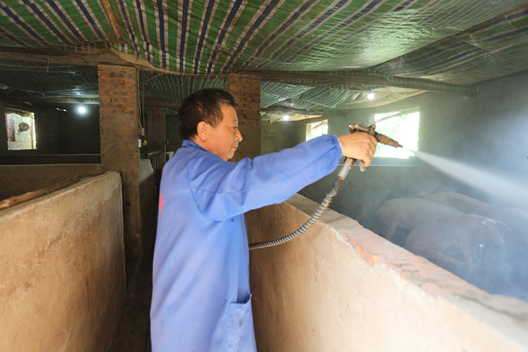 脫貧戶張中華：“金豬”鋪就致富路 勤勞澆開幸福花_fororder_沖洗圈舍--馬發海攝