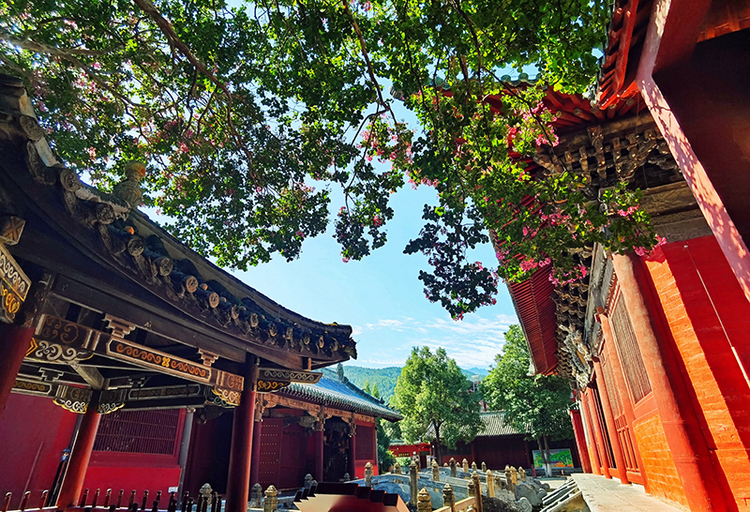 綿陽平武：古寺花開“紅滿堂” 紅墻黛瓦映紫花_fororder_IMG_20230827_095547-01_副本