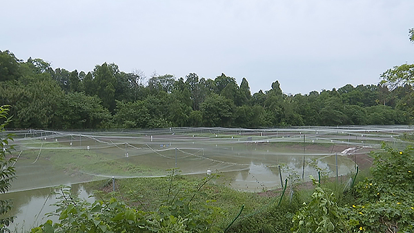 簡陽：小泥鰍“鑽”出大産業_fororder_城隍村的泥鰍養殖-供圖-簡陽市融媒體中心_1_