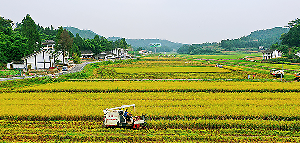 2023西充亞洲有機産業創新發展大會將於9月10日舉辦_fororder_機械化收割水稻-供圖-西充縣委宣傳部
