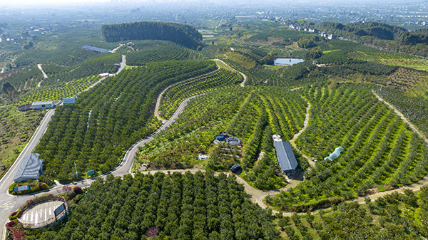 眉山丹棱：農村路網越織越密 農業産業越做越強_fororder_丹橙現代農業園區裏縱橫交錯的道路交通網-供圖-丹棱縣委宣傳部