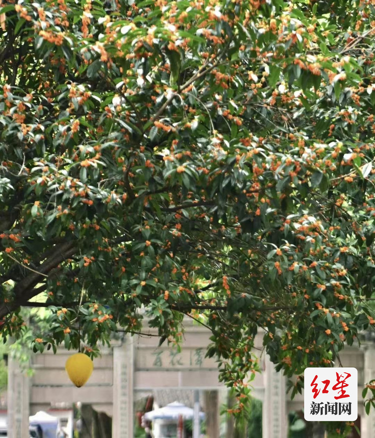 （轉載）一條“桂花味”的city walk路線請查收 公園城市《賞桂地圖》出爐